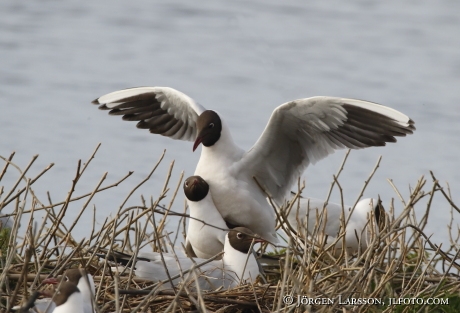 Black-Headed Gull