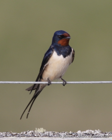 Barn Swallow Hirundo rustica 