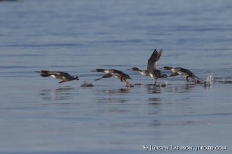 Goosander  Mergus merganser