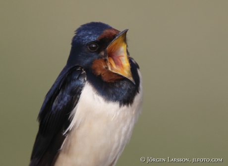 Barn Swallow Hirundo rustica 