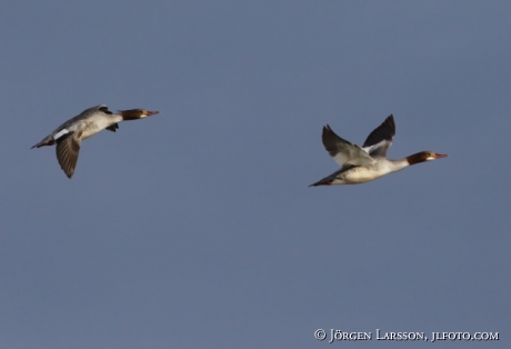 Goosander  Mergus merganser