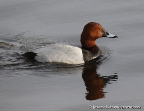 Pochard  Aythya ferina  