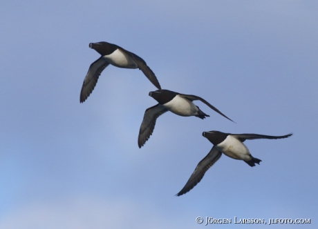 Razorbill, Alca torda