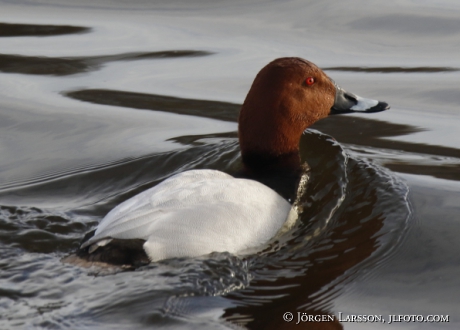 Pochard  Aythya ferina  