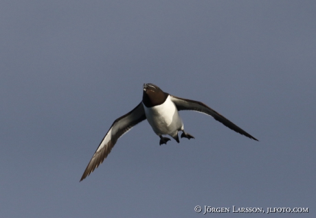 Razorbill, Alca torda