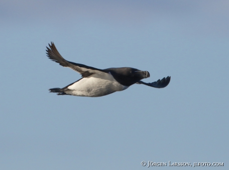 Razorbill, Alca torda