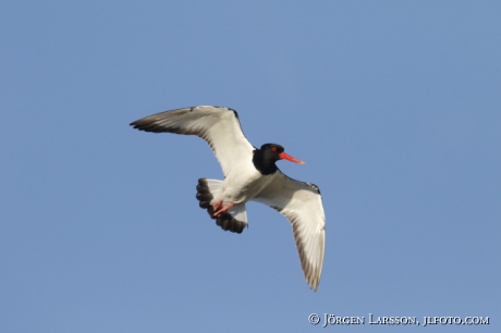 Oystercatcher, Haematopus ostralegus, 