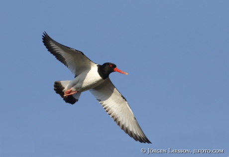 Oystercatcher, Haematopus ostralegus, 