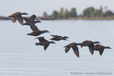 Common Eider, Somateria mollissima Småland Sweden