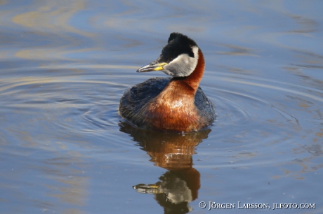 Red-Necked Grebe Podiceps grisegena