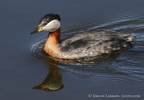 Red-Necked Grebe Podiceps grisegena