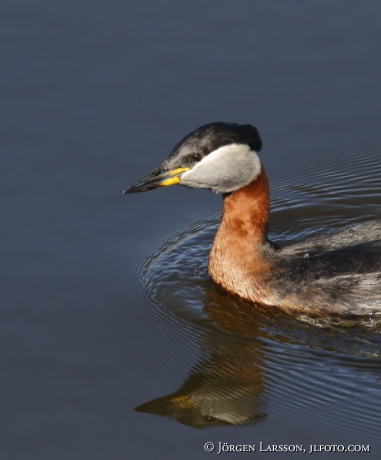 Red-Necked Grebe Podiceps grisegena