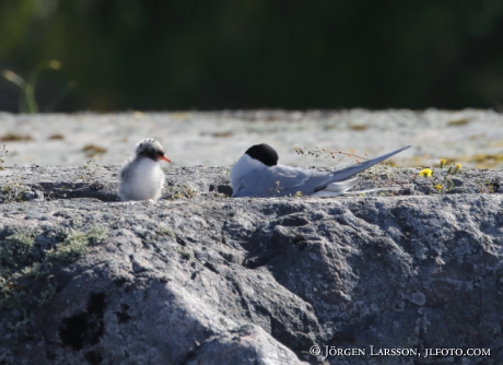 Common tern, Sterna hirundo