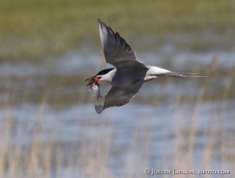 Common tern  with catch