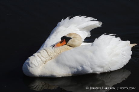 Mute Swan Cygnus olor