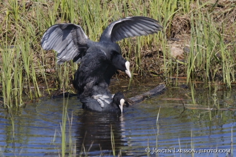 Coots  mating