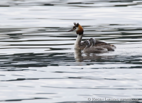 Great cristatus Grebe Podiceps cristatus