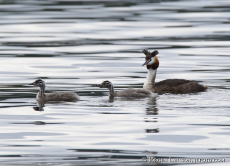 Great cristatus Grebe Podiceps cristatus