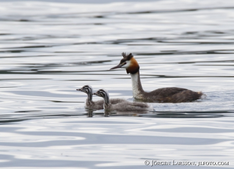 Great cristatus Grebe Podiceps cristatus