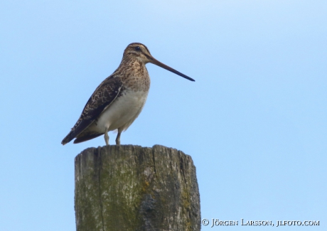 Great Snipe, Gallnago media 