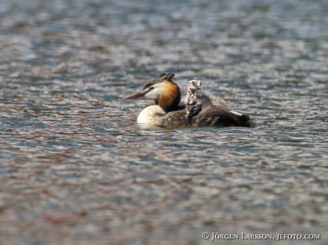 Great cristatus Grebe Podiceps cristatus