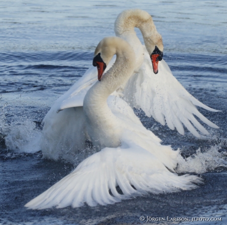 Mute Swan Cygnus olor