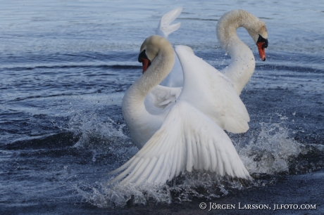 Mute Swan Cygnus olor