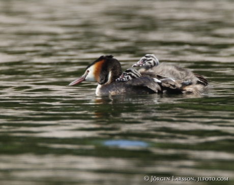 Great cristatus Grebe Podiceps cristatus