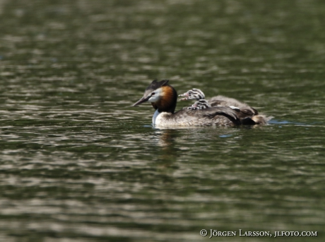 Great cristatus Grebe Podiceps cristatus