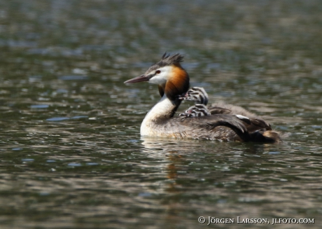 Great cristatus Grebe Podiceps cristatus