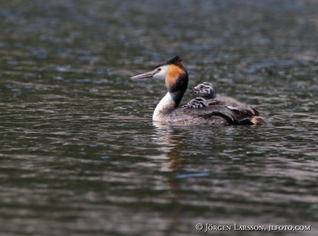 Great cristatus Grebe Podiceps cristatus