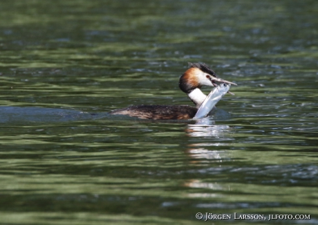 Great cristatus Grebe Podiceps cristatus