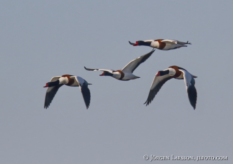 Common shelduck  Tadorna tadorna 