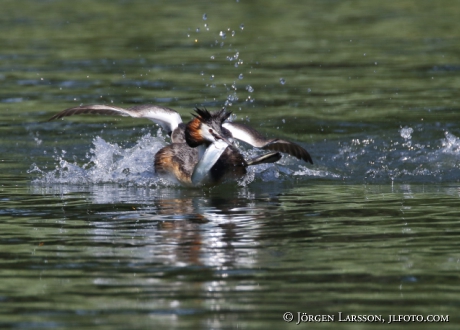 Great cristatus Grebe Podiceps cristatus