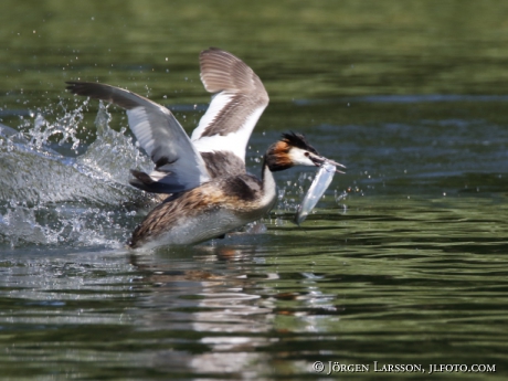 Great cristatus Grebe Podiceps cristatus