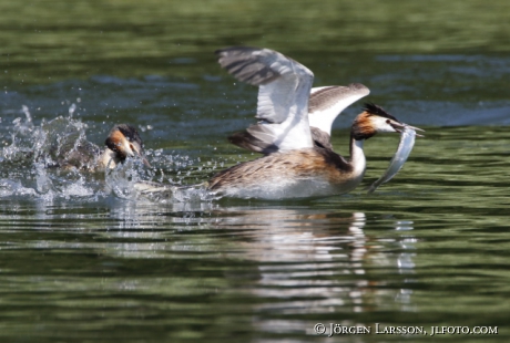 Great cristatus Grebe Podiceps cristatus