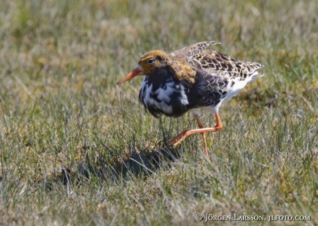 Ruff Philomachus pugnax