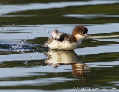 Goosander  Babybird Mergus merganser