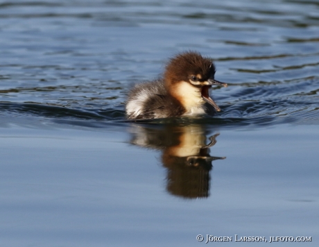 Goosander  Babybird Mergus merganser