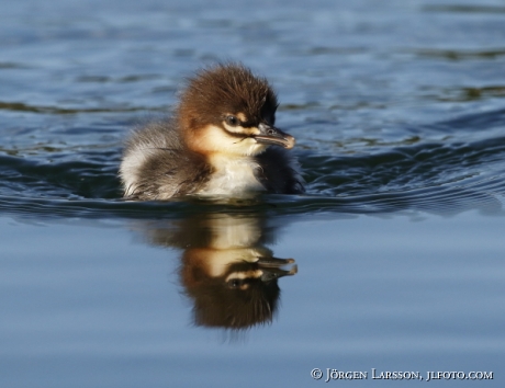 Goosander  Babybird Mergus merganser