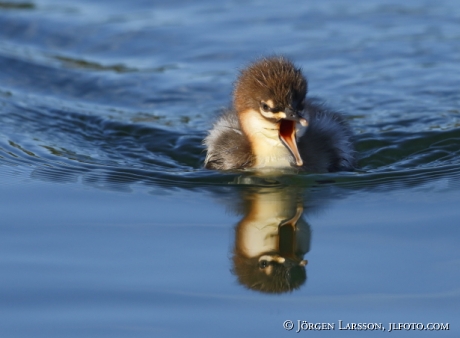 Goosander  Babybird Mergus merganser