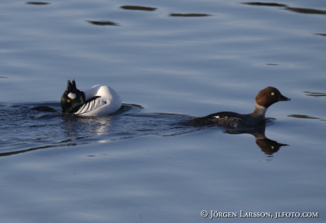 Golden eye Bucephala clangula