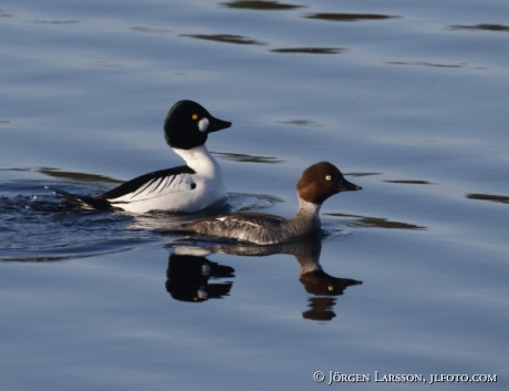 Golden eye Bucephala clangula