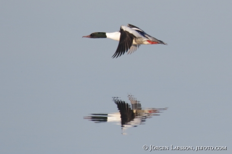 Goosander   Mergus merganser