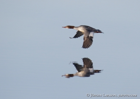 Goosander   Mergus merganser