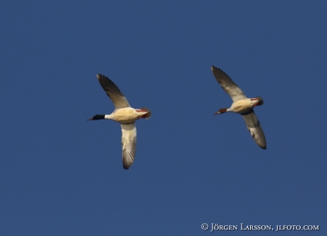 Goosander   Mergus merganser