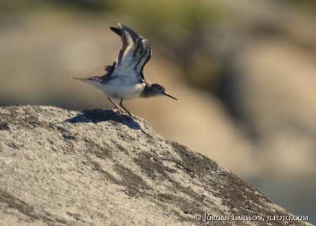 Common sandpiper  Actitis hypoleucos  