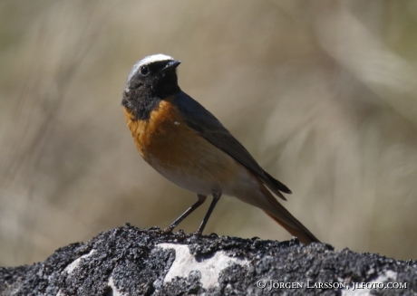 Starfinch Phoenicurur phoenicurus