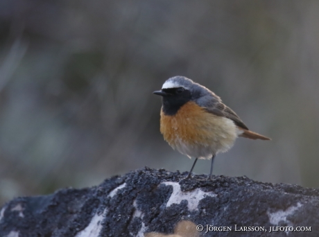 Starfinch Phoenicurur phoenicurus