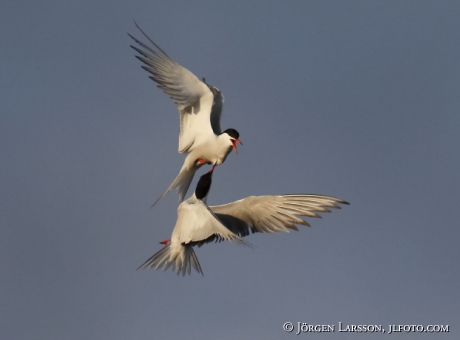 Common tern fighting